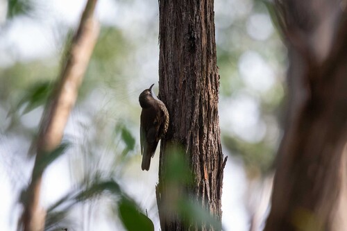 White-throated Treecreeper