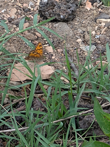 Wall Brown
