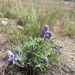 Wyeth's Lupine - Photo (c) madillin, all rights reserved