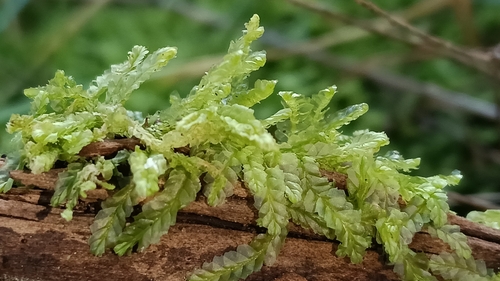 Southern Crestwort