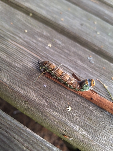 Pine Hawkmoth