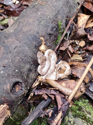 Borneo Pit Viper