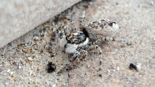 Half-edged Wall Jumping Spider