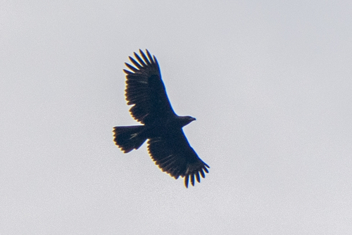 Changeable Hawk-Eagle