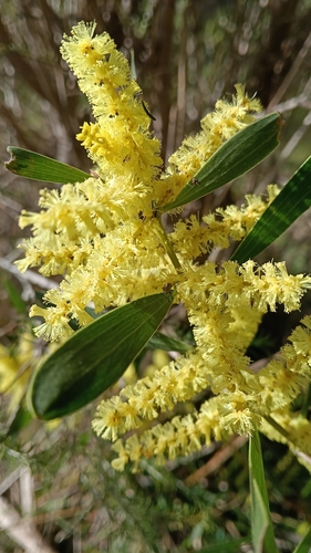 Longleaf Wattle