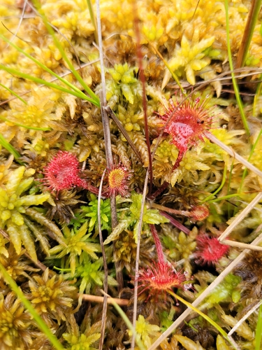 round-leaved sundew
