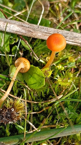 Orange Moss Navel