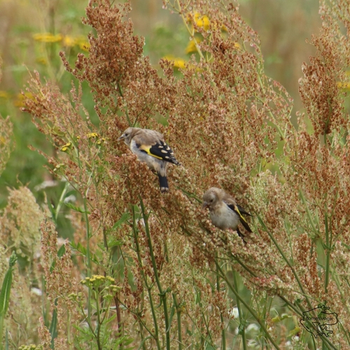 European Goldfinch