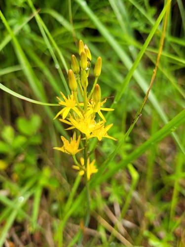 bog asphodel