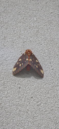 Regal Moth