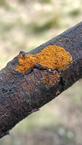 Phlebia subceracea