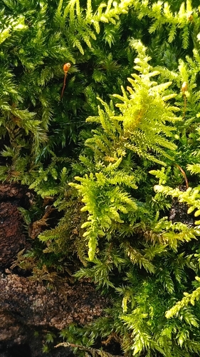 Sparse Fern Moss