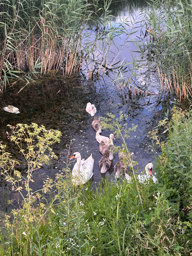 Mute Swan