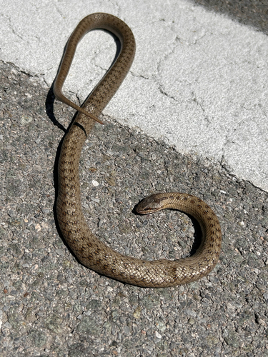 Smooth Snake