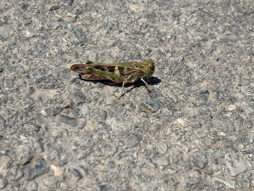 Handsome Cross Grasshopper