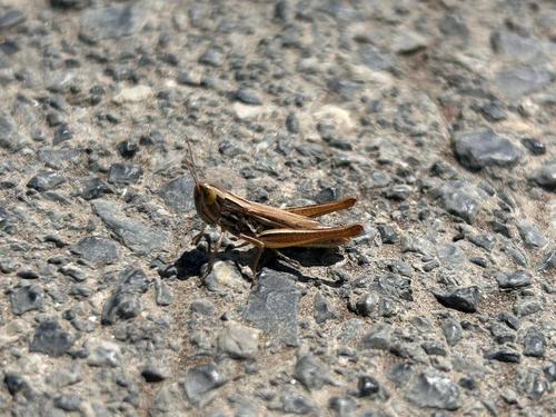 Common Straw Grasshopper