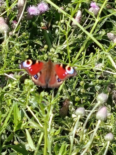 European Peacock Butterfly
