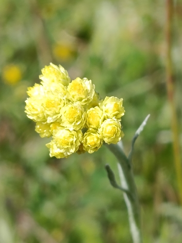 Dwarf Everlasting