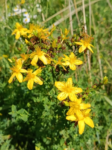 Common St. John's Wort