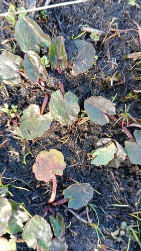 Swamp pennywort