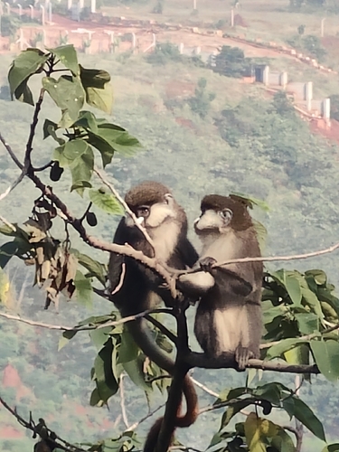 Schmidt's Red-tailed Monkey
