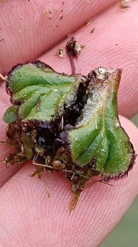 fringed heartwort
