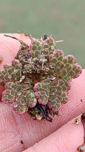 Red Azolla