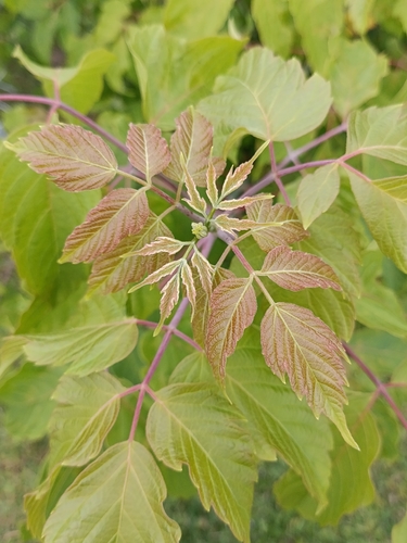 box elder