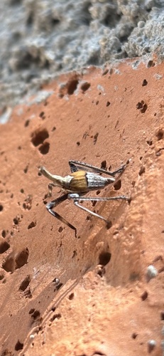 Almana longipes