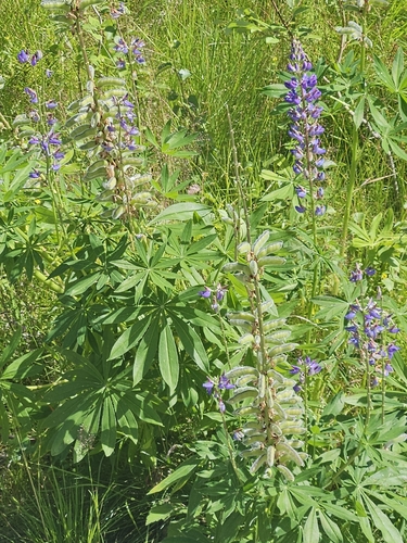 Large-leaved lupine