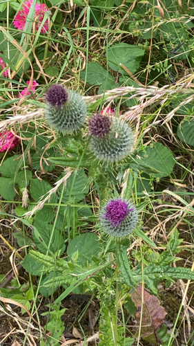 Bull Thistle