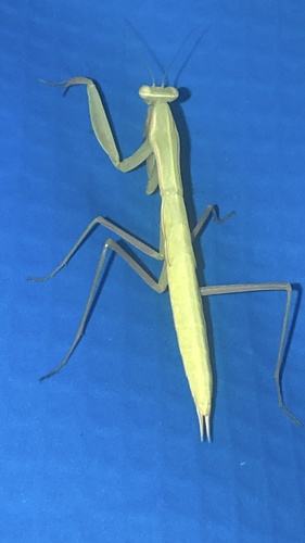 European Mantis