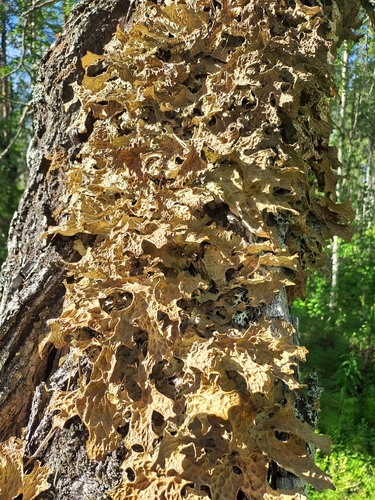 Tree Lungwort