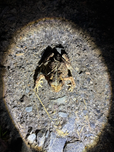 American Toad