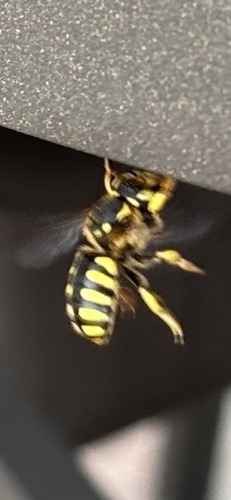 Florentine Woolcarder Bee