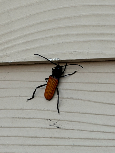 Tragidion coquus