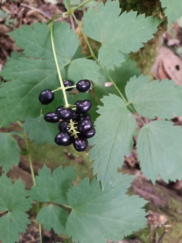 Eurasian baneberry