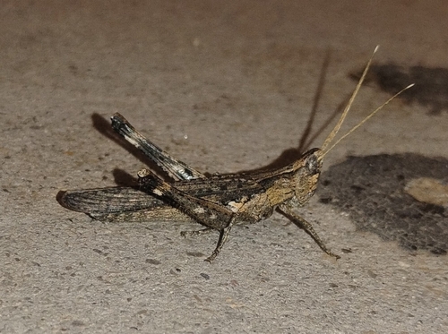 Slender Range Grasshopper