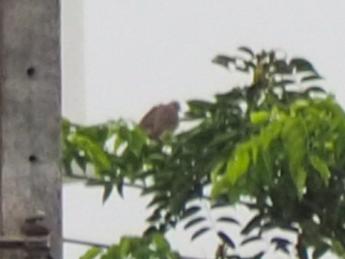 Spotted Dove (Southeast Asian)
