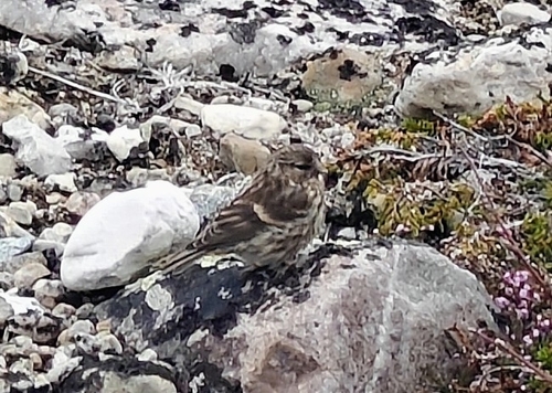 Twite