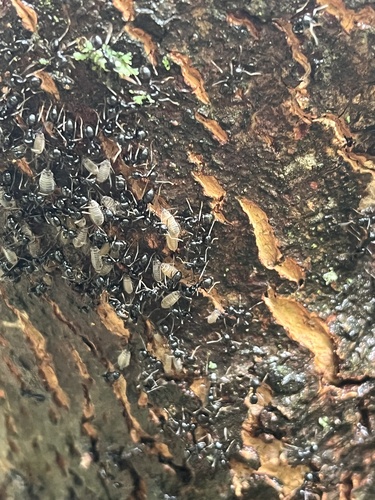 Jet Ant