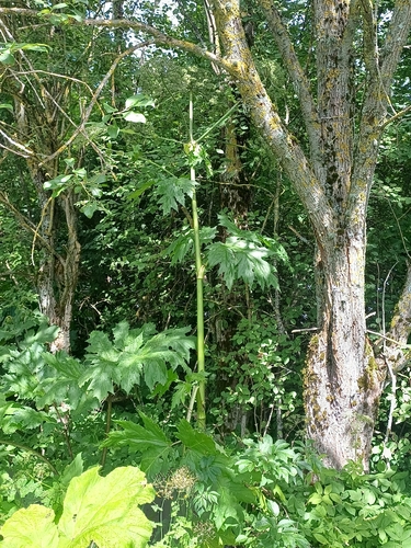 Giant Hogweed