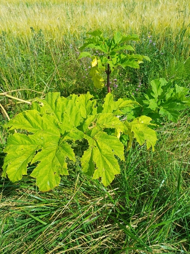 Sosnowsky's hogweed