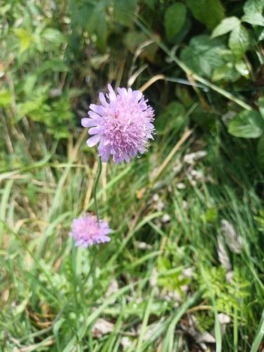 Field Scabious