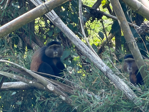 Golden Monkey