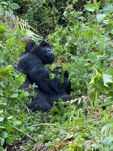 Mountain Gorilla