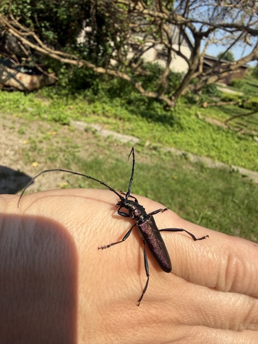 Musk beetle