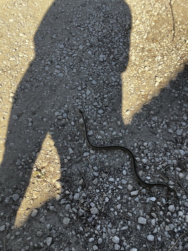 iNaturalist observation photo of Gopher Snake