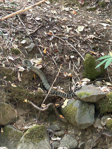 iNaturalist observation photo of Northern Pacific Rattlesnake