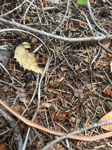 iNaturalist observation photo of Arthropods